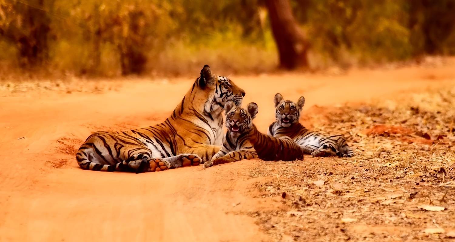 Golden Triangle Tour Package 8 Days photo – Delhi ,Jaipur, Ranthmbhore, agra holiday, DialForHolidays